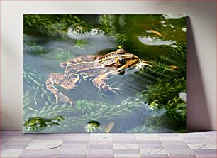 Πίνακας, Frog in Pond Βάτραχος στη λίμνη