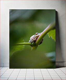 Πίνακας, Frog in the Wilderness Βάτραχος στην ερημιά