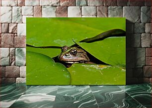 Πίνακας, Frog on Lily Pad Βάτραχος στο Lily Pad