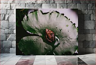 Πίνακας, Frog on Lily Pad Βάτραχος στο Lily Pad
