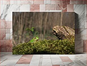 Πίνακας, Frog on Mossy Log Βάτραχος σε ποώδη κορμό