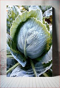 Πίνακας, Frosty Cabbage Παγωμένο Λάχανο