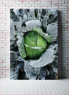 Πίνακας, Frosty Cabbage Παγωμένο Λάχανο