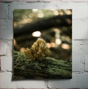 Πίνακας, Fungi on Mossy Log Μύκητες στο Mossy κούτσουρο