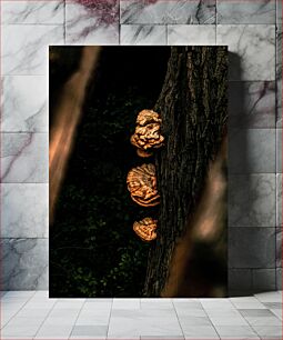 Πίνακας, Fungi on Tree Trunk Μύκητες σε κορμό δέντρου