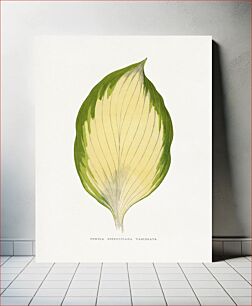 Πίνακας, Funkia Sieboldiana Variegata leaf illustration