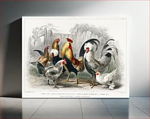 Πίνακας, Game Cock, Silver Spangled, White Feathered Bantam Hen, Dorking Hen, Black Polish Hen, Malay Cock, and Hen. A History of the Earth and Animated Nature (1820) by Oliver Goldsmith (1730-1774)