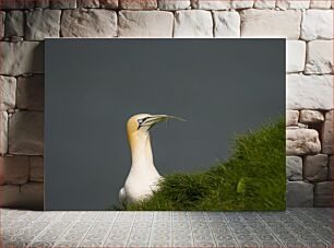 Πίνακας, Gannet with Nesting Material Gannet με υλικό ένθεσης