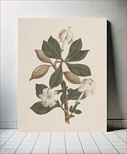 Πίνακας, Gardenia ternifolia Schum.& Thonn. (Wild Gardenia): finished drawing