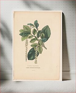 Πίνακας, Garrya elliptica, garrye a feuilles elliptiques