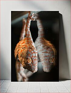 Πίνακας, Gecko Reflection Αντανάκλαση Gecko