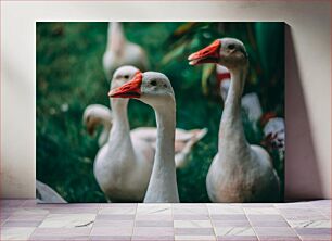 Πίνακας, Geese in Natural Habitat Χήνες σε φυσικό βιότοπο