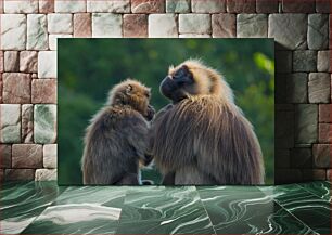 Πίνακας, Gelada Baboons in Nature Gelada Baboons in Nature