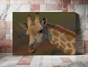 Πίνακας, Gentle Giraffe Close-up Ευγενική καμηλοπάρδαλη κινηματογράφηση σε πρώτο πλάνο