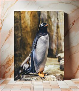 Πίνακας, Gentoo Penguin Standing on Rocks Πιγκουίνος Gentoo Standing on Rocks