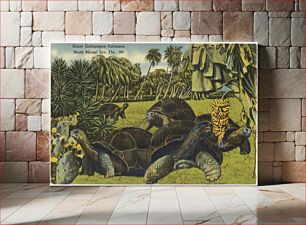Πίνακας, Giant Galapagos tortoises, North Miami Zoo, Florida