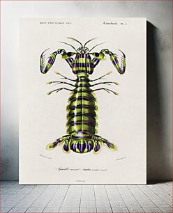 Πίνακας, Giant mantis shrimp (Squilla Maculata) illustrated by Charles Dessalines D' Orbigny (1806-1876)