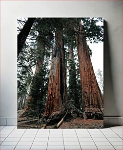 Πίνακας, Giant Redwood Trees Giant Redwood Trees