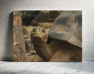 Πίνακας, Giant Tortoise in Natural Habitat Γιγαντιαία χελώνα σε φυσικό βιότοπο