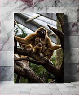 Πίνακας, Gibbon Family in Habitat Οικογένεια Gibbon στο Habitat