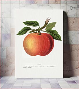 Πίνακας, Gideon apple lithograph