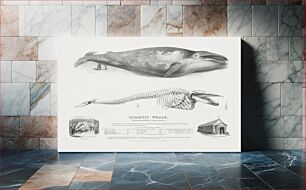 Πίνακας, Gigantic Whale: The Greenland Whale (or Baloena Musculus), Blue Whale, Balaenoptera musculus (Linnaeus,1758) (1832) by George Johann Scharf