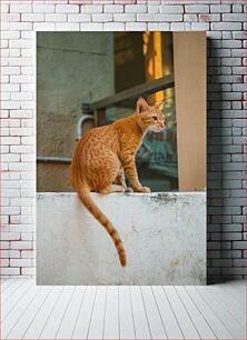 Πίνακας, Ginger Cat on a Wall Τζίντζερ Γάτα σε τοίχο