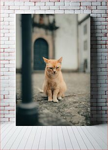 Πίνακας, Ginger Cat on Pavement Τζίντζερ Γάτα στο πεζοδρόμιο