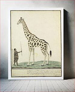 Πίνακας, Giraffa Camelopardalis (Giraffe) (1779) by Robert Jacob Gordon