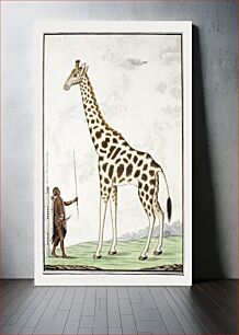 Πίνακας, Giraffa camelopardalis: giraffe (1779) by Robert Jacob Gordon