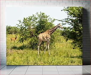 Πίνακας, Giraffe and Antelope in the Wild Καμηλοπάρδαλη και αντιλόπη στην άγρια ​​φύση