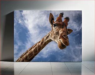 Πίνακας, Giraffe Close-Up against Sky Κοντινό πλάνο καμηλοπάρδαλης ενάντια στον ουρανό