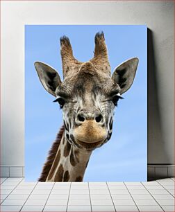 Πίνακας, Giraffe Close-up in Natural Habitat Γκρο πλαν καμηλοπάρδαλης σε φυσικό βιότοπο