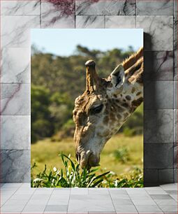 Πίνακας, Giraffe Eating Leaves Καμηλοπάρδαλη που τρώει φύλλα