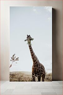 Πίνακας, Giraffe Eating Leaves Καμηλοπάρδαλη που τρώει τα φύλλα