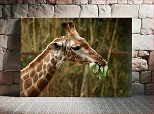 Πίνακας, Giraffe Eating Leaves Καμηλοπάρδαλη που τρώει φύλλα