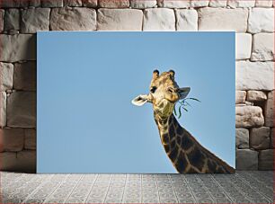 Πίνακας, Giraffe Eating Leaves Καμηλοπάρδαλη που τρώει φύλλα