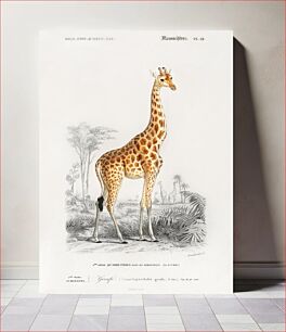 Πίνακας, Giraffe (Giraffa camelopardalis) illustration wall art print and poster