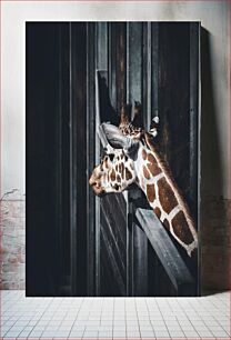 Πίνακας, Giraffe in Captivity Καμηλοπάρδαλη σε αιχμαλωσία