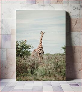 Πίνακας, Giraffe in Natural Habitat Καμηλοπάρδαλη σε φυσικό βιότοπο