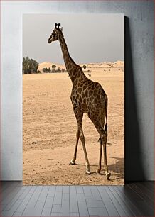 Πίνακας, Giraffe in the Desert Καμηλοπάρδαλη στην έρημο
