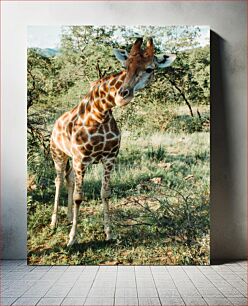 Πίνακας, Giraffe in the Wild Καμηλοπάρδαλη στην άγρια ​​φύση