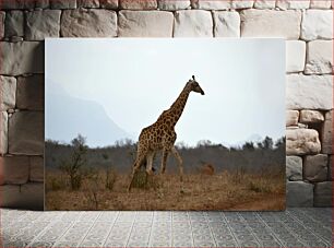 Πίνακας, Giraffe in the Wild Καμηλοπάρδαλη στην άγρια ​​φύση