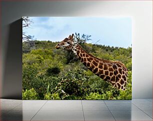 Πίνακας, Giraffe in the Wild Καμηλοπάρδαλη στην άγρια ​​φύση