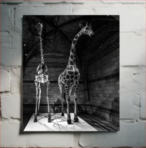 Πίνακας, Giraffe Skeleton and Model Exhibit Έκθεση σκελετού και μοντέλου καμηλοπάρδαλης