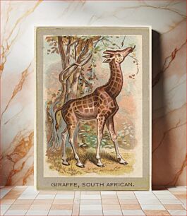 Πίνακας, Giraffe, South African, from the Animals of the World series (T180), issued by Abdul Cigarettes