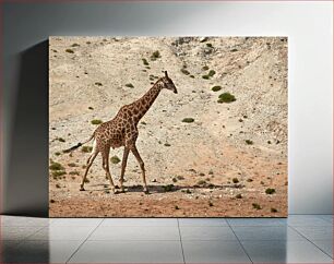 Πίνακας, Giraffe Walking in a Desert Landscape Καμηλοπάρδαλη που περπατά σε ένα έρημο τοπίο