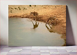 Πίνακας, Giraffes Drinking by the Water Καμηλοπαρδάλεις που πίνουν δίπλα στο νερό