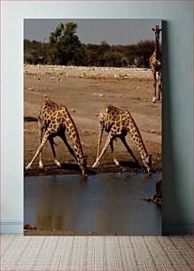 Πίνακας, Giraffes Drinking Water Καμηλοπαρδάλεις πόσιμο νερό