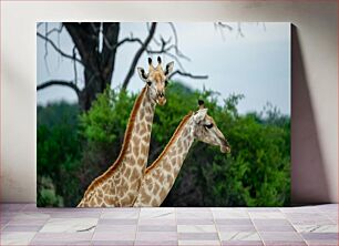 Πίνακας, Giraffes in Natural Habitat Καμηλοπαρδάλεις σε φυσικό βιότοπο